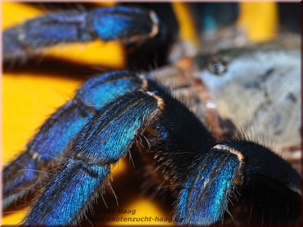 Cyriopagopus lividus, Spiderling